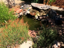 Front-yard-pond