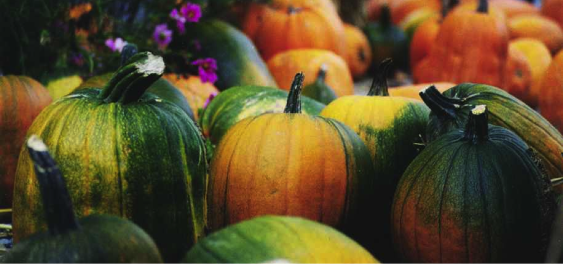 Eco Lifestyle And Home October Newsletter – Harvest