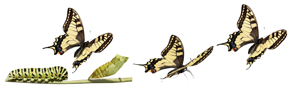 TransformationButterflies_banner