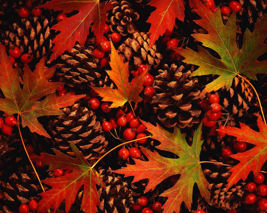 Autumn Leaves, Berries and Pinecones
