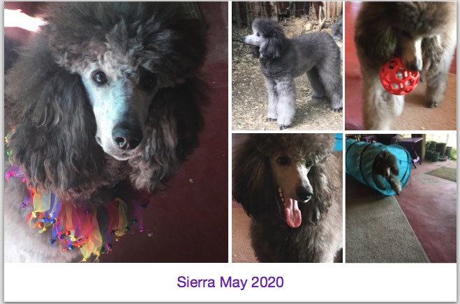 Sierra May 2020