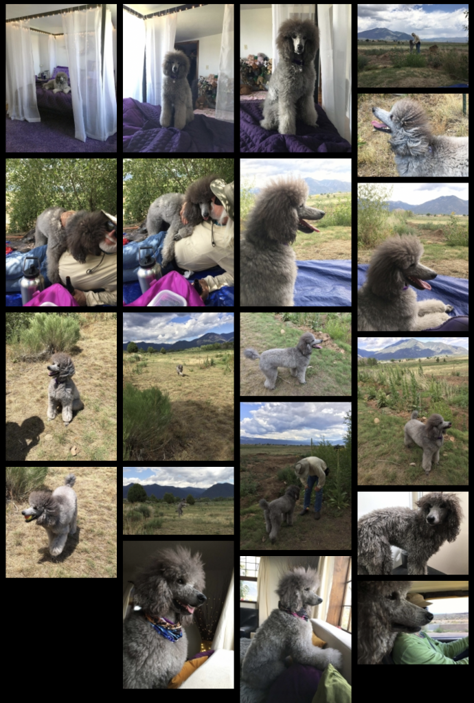 Sierra collage 07-2021