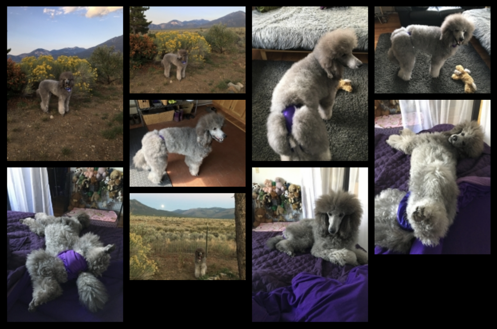 Sierra September 2021 collage