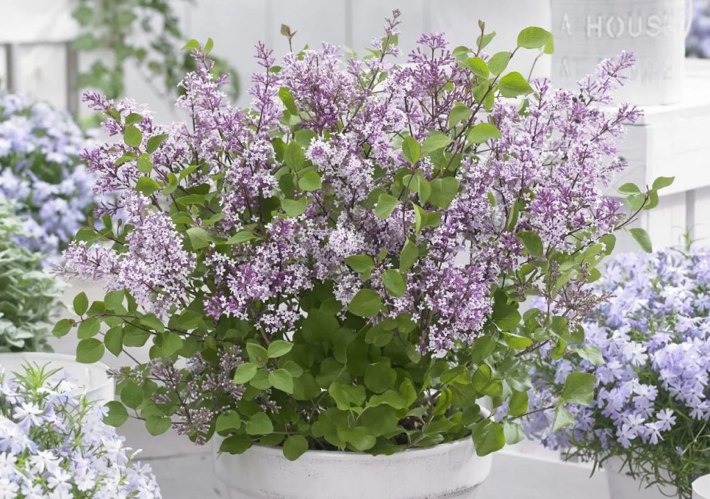 lilacs