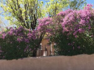 lilacs in taos