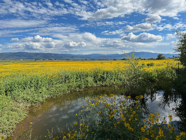 end of summer flower fields