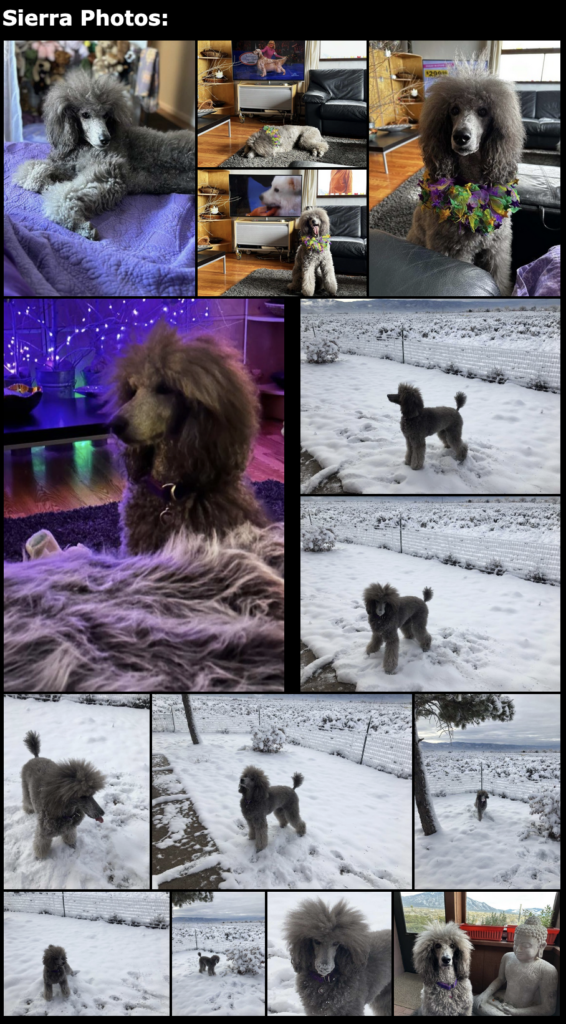 Sierra collage December 2022