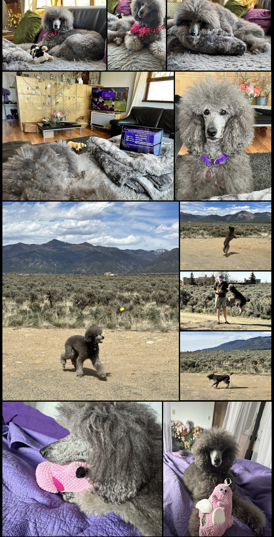 Sierra collage May 2023