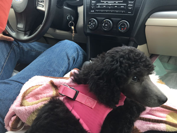sierra on her way home May 21 2019