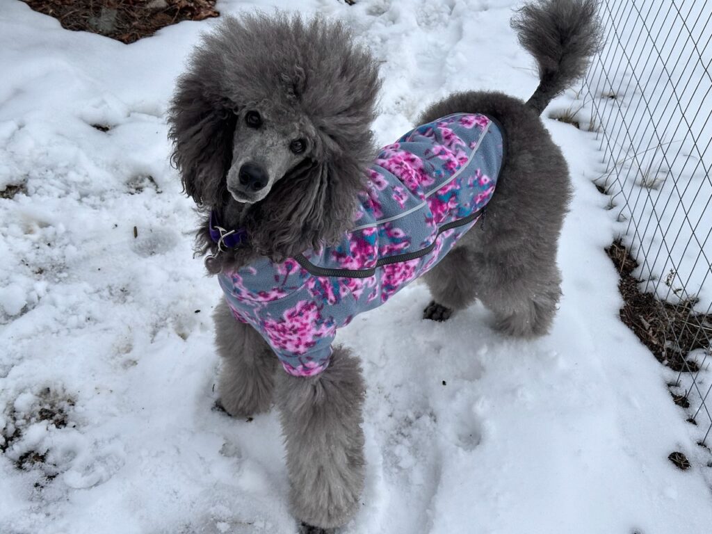 Sierra wearing her new RuffWear fleece jacket